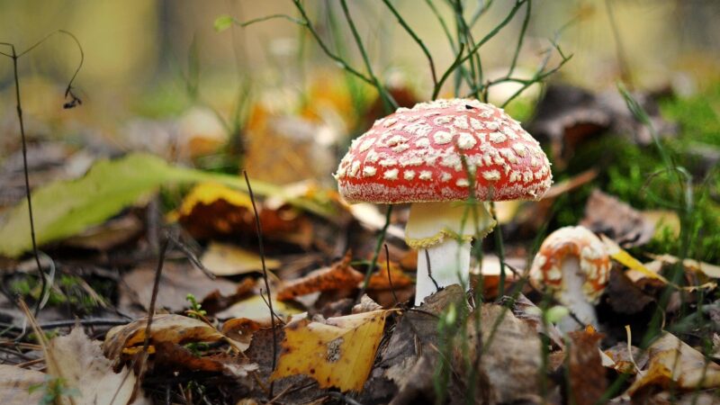 Fra dåbsgave til hverdagsfavorit: sådan vælger du dagmarkors i guld